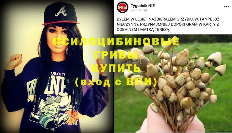 Псилоцибиновые грибы Psilocybe  Кувандык 